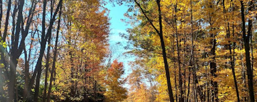 Black River Reservation High Meadows
