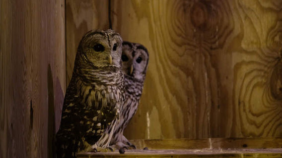 Broadbent Wildlife Sanctuary