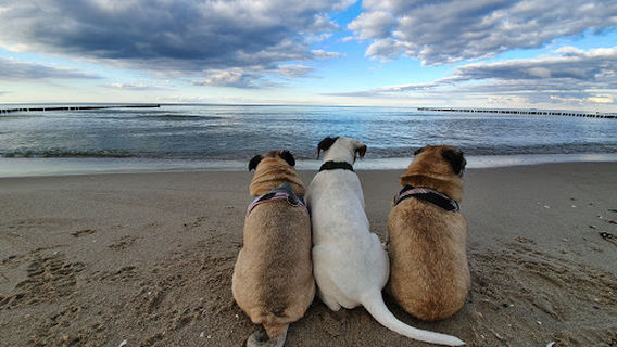 Zingst Hundestrand