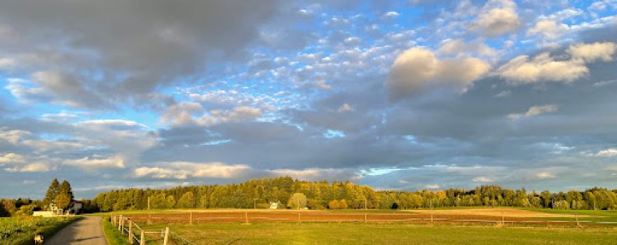 Gedächtnislinde