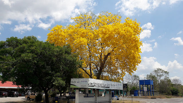 Jardín Lluvia de Estrellas