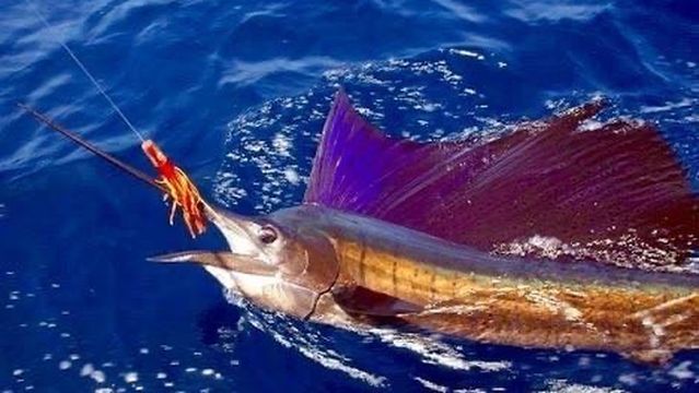 Cabo San Lucas fishing Charters