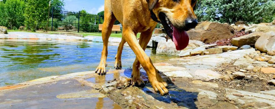 Texas Direct Auto Dog Park