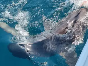 Barra Or Blue Fishing Charters