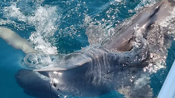 Barra Or Blue Fishing Charters