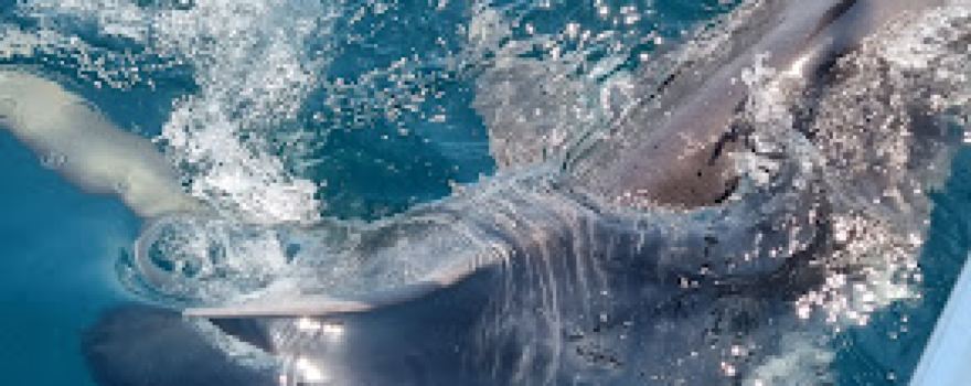 Barra Or Blue Fishing Charters