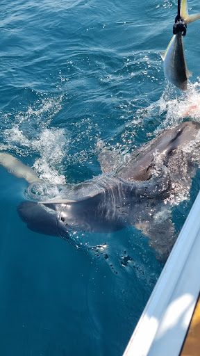 Barra Or Blue Fishing Charters