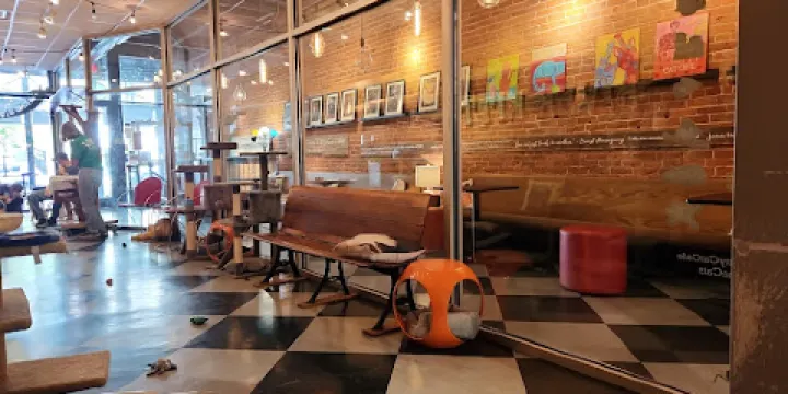 River Kitty Cat Cafe