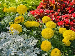 Burney Farms Garden Center