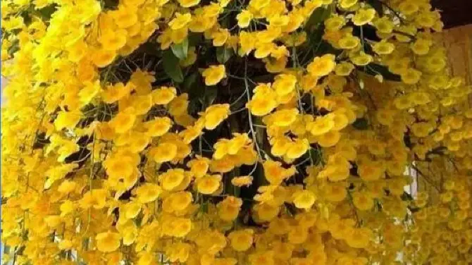 中國蘭科植物園