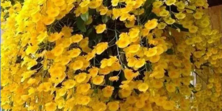 中國蘭科植物園