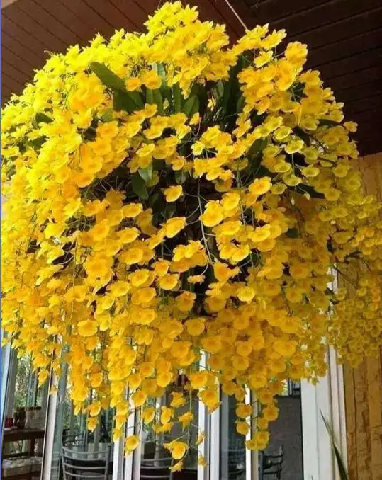 中國蘭科植物園