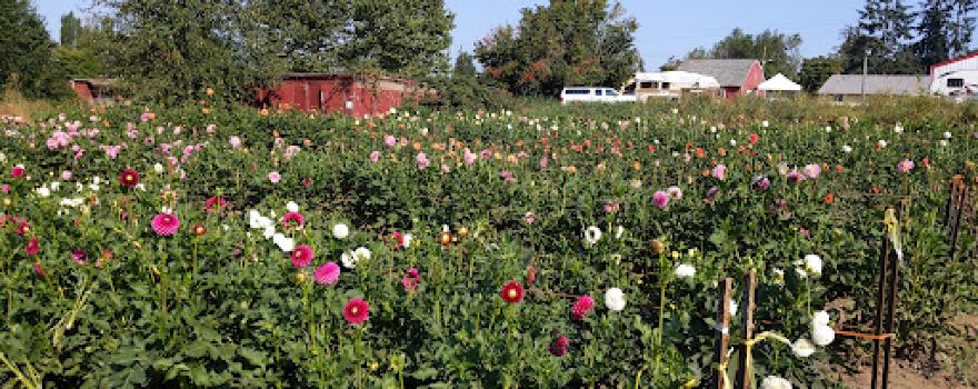 Connell’s Dahlias