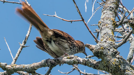 Заповедник Ревелер