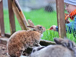 Mini Zoo Mežiņi