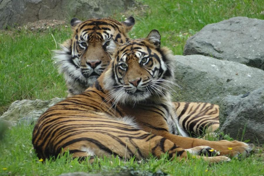 拉弗萊什動物園