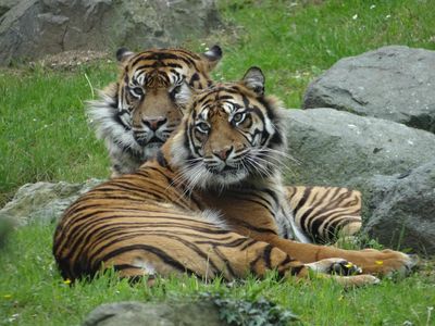 Zoo de la Flèche