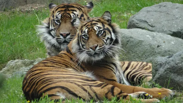 Zoo de la Flèche