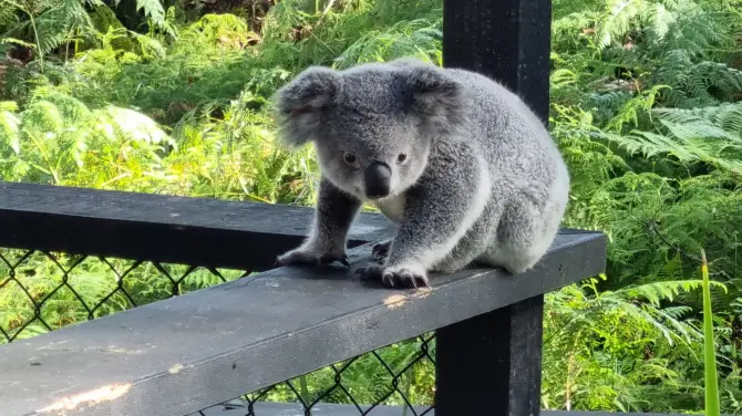 4_Australian Reptile Park