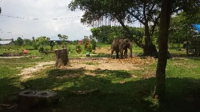 1_Kasang Kulim Zoo