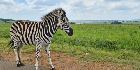 Rietvlei Nature Reserve