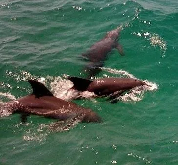3_Southern Star Dolphin Cruise