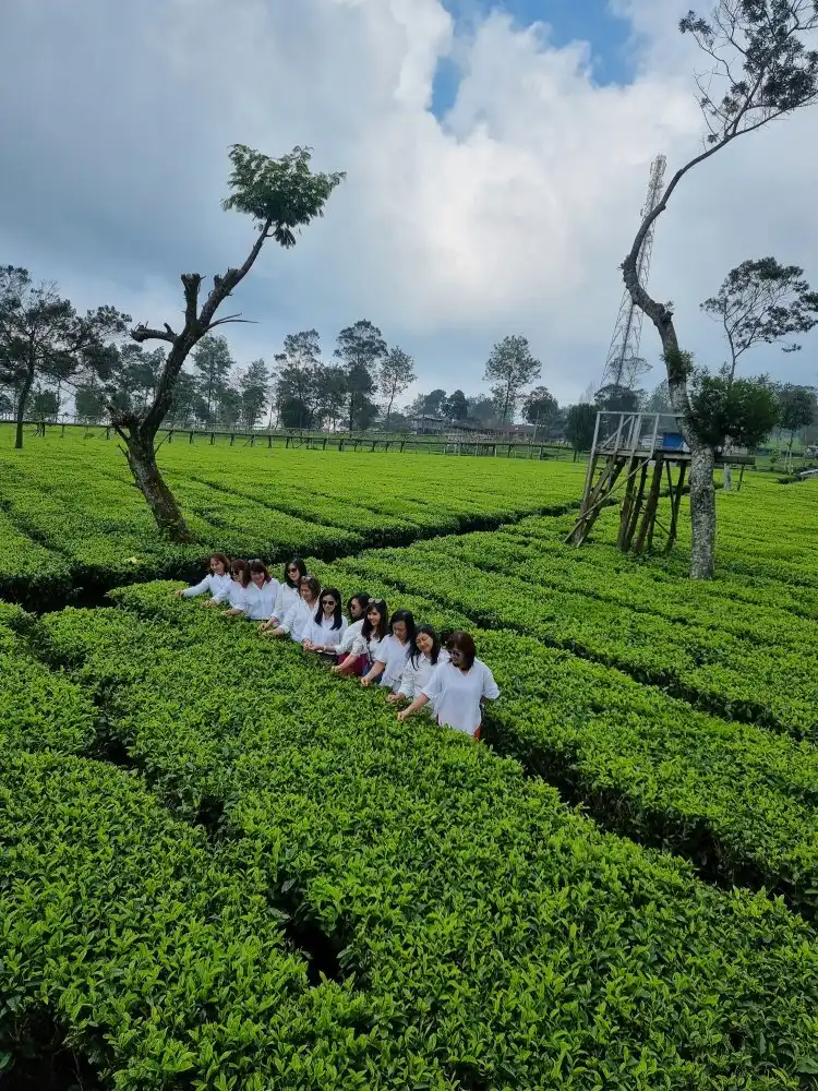 Hotel dekat Agro Wisata Perkebunan Teh Tambi