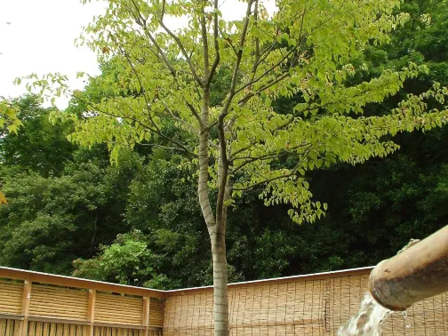 Yamato no Yu
