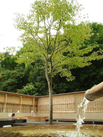 Yamato-no-Yu Public bath