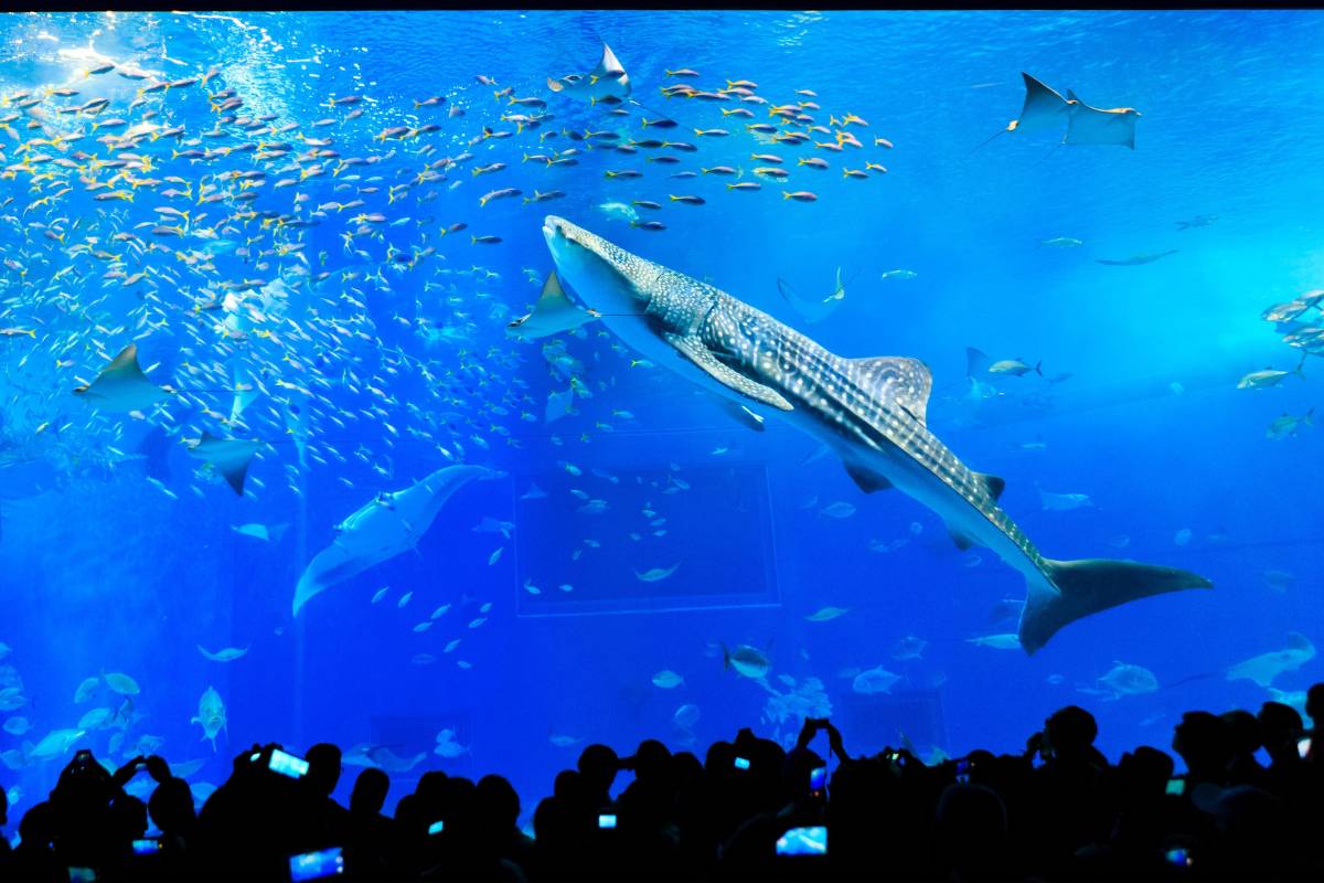 沖繩美麗海水族館