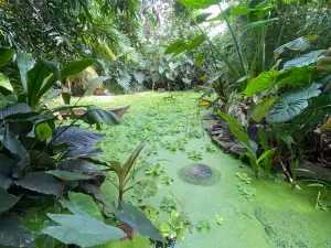 The Living Rainforest