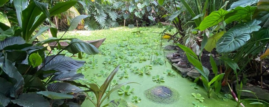 The Living Rainforest