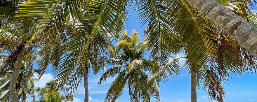 Placencia