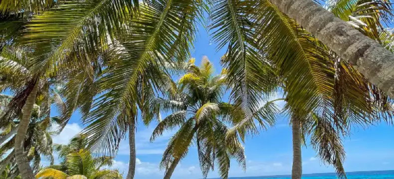 Hotels in Placencia
