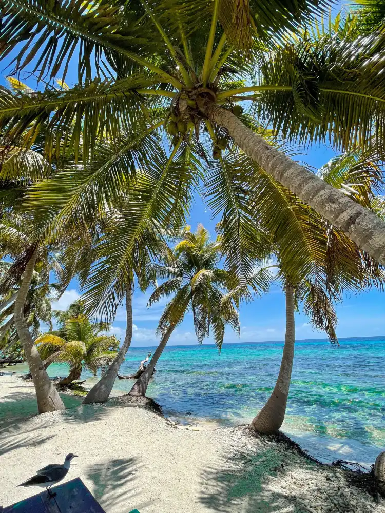 Placencia