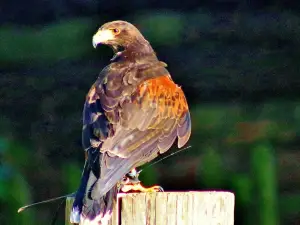 Bridlington Animal Park