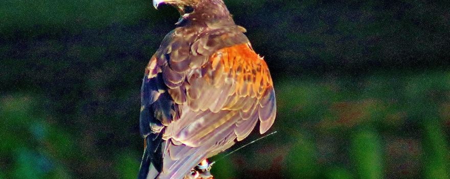Bridlington Animal Park