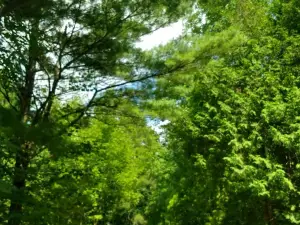 Bass Lake Provincial Park