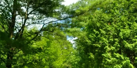 Bass Lake Provincial Park