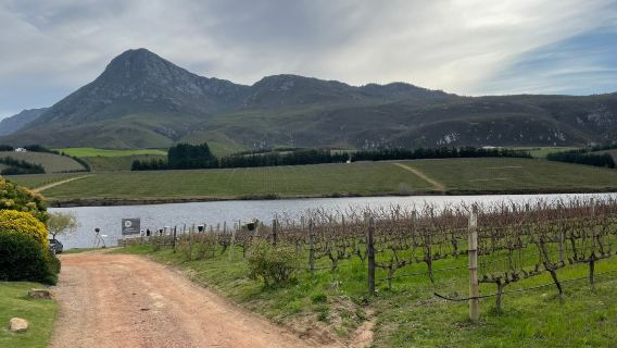Creation Wines