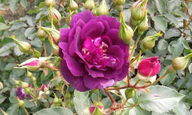 Dugald MacKenzie Rose Garden