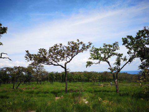 อุทยานแห่งชาติไทรทอง