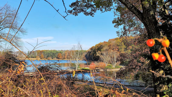 Kellogg Bird Sanctuary