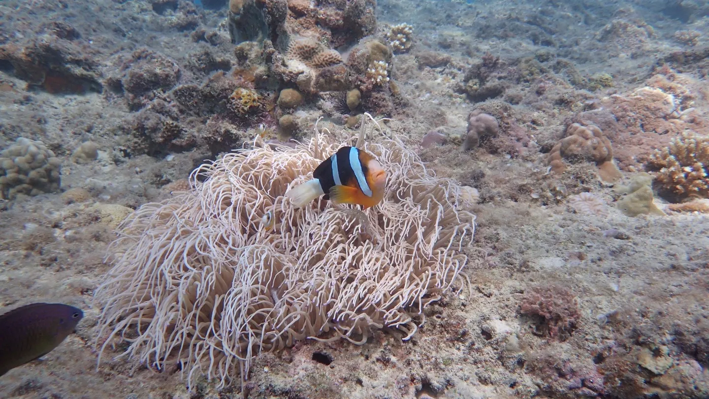 4_Takedive