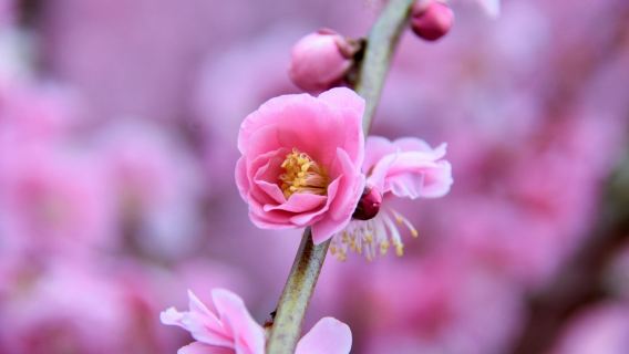 Weeping plum; Yagi