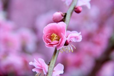 Weeping plum; Yagi