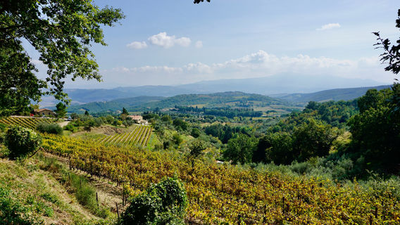 Montalcino