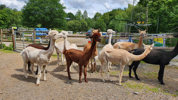 Snowdonia Alpacas