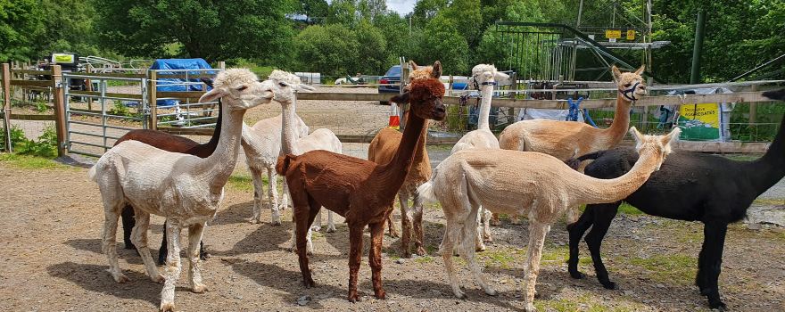 Snowdonia Alpacas
