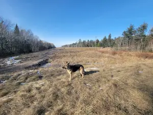 Oromocto dog park